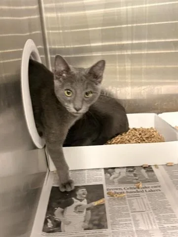 A baby small-sized male Domestic Short Hair cat named Louis for adoption in San Martin, CA