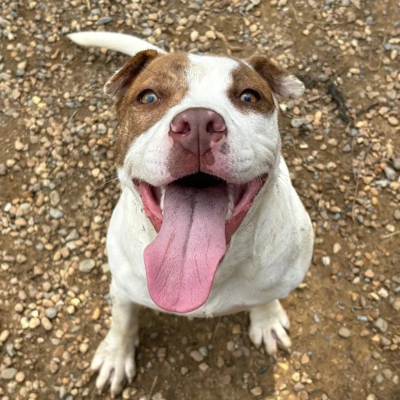 A young medium-sized female White / Cream Pit Bull Terrier dog named Sweetie for adoption in Birmingham, AL