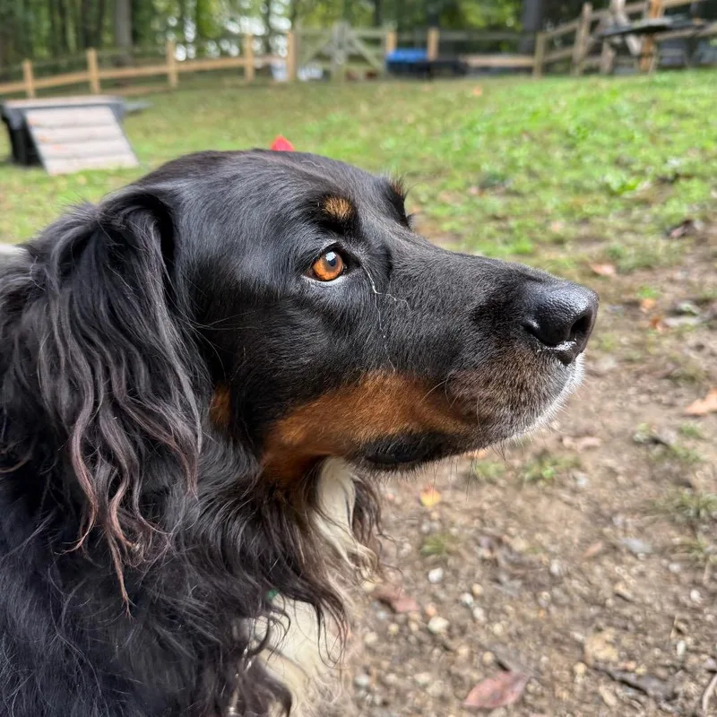 An adult medium-sized male Australian Shepherd dog named Ringo for adoption in West Chester, PA
