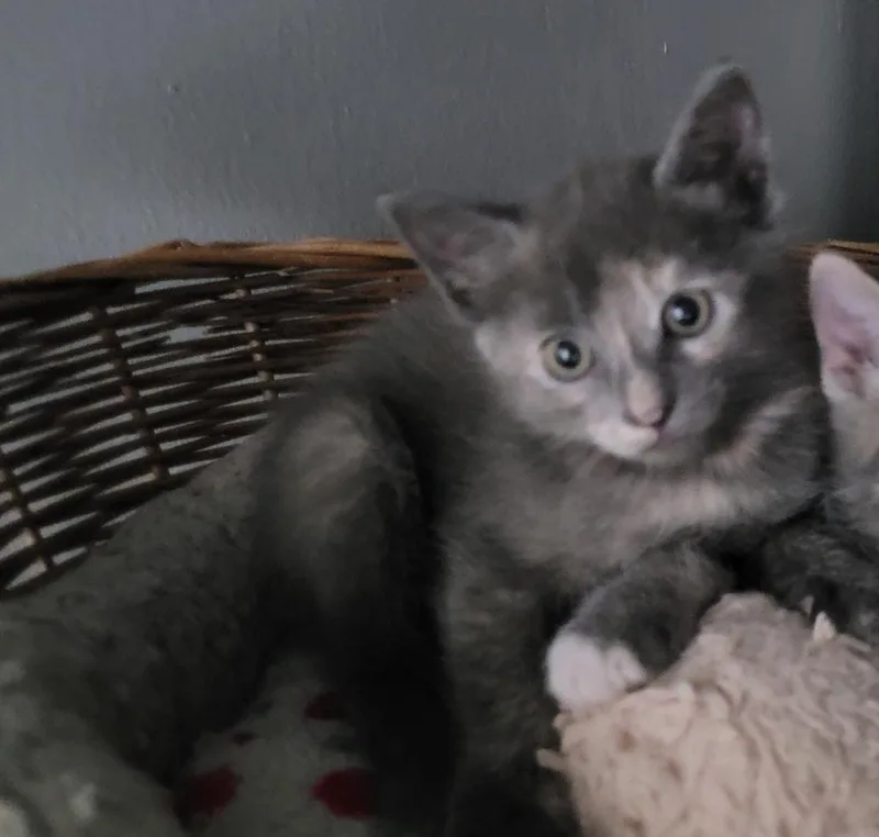 A baby small-sized female American Shorthair cat named Sookie for adoption in Tampa, FL