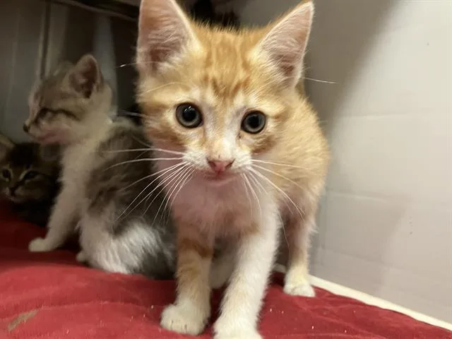 A baby small-sized male Domestic Short Hair cat named Vito for adoption in Tustin, CA