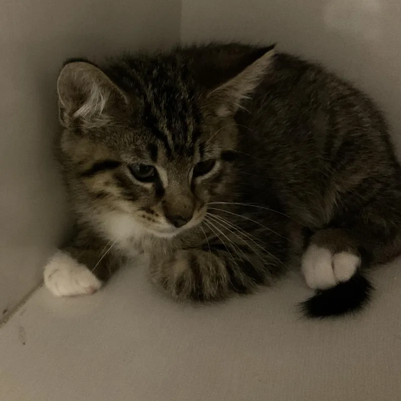 A baby small-sized male Brown / Chocolate Domestic Short Hair cat named Spencer for adoption in Redwood City, CA