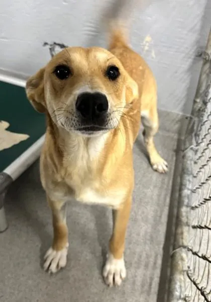 Kona