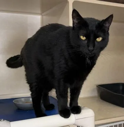 An adult large-sized female Black Domestic Short Hair cat named Mystique for adoption in Salem, NH