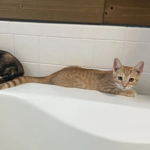 A baby small-sized male Orange / Red Tabby cat named Odysseus for adoption in Knoxville, TN