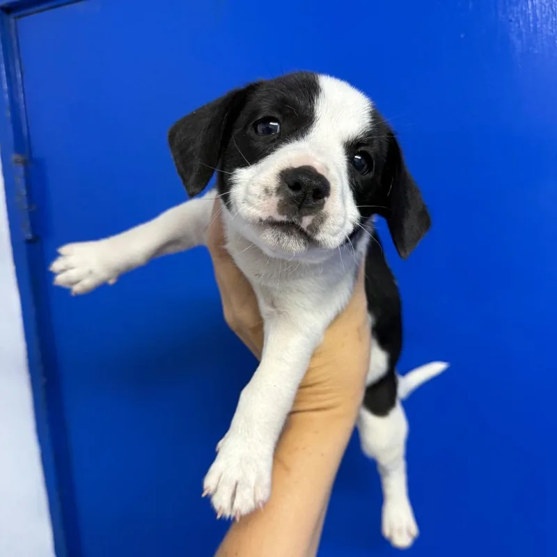 A baby small-sized female Black Beagle dog named Sunny for adoption in Wahiawa, HI