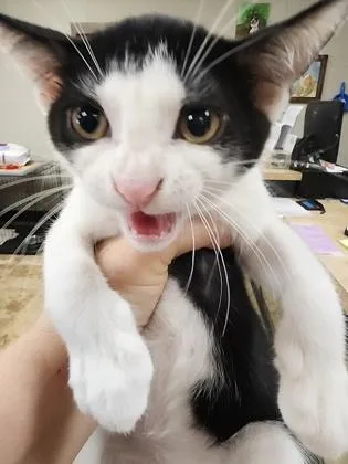A baby small-sized male Domestic Short Hair cat named Lasso $ for adoption in Seneca, SC