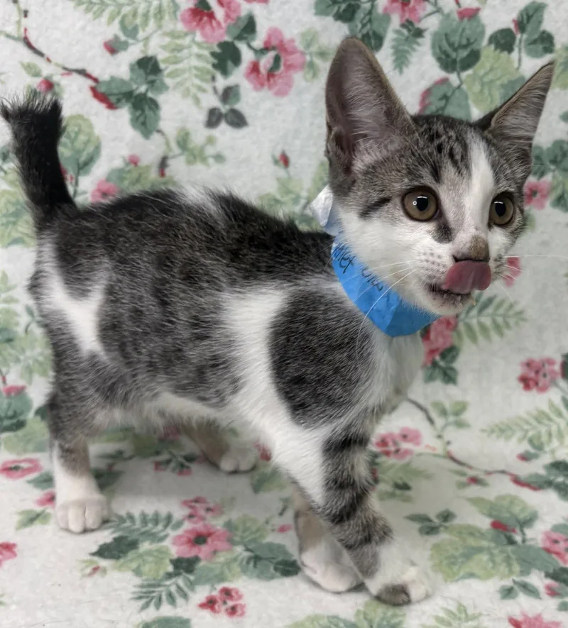 A baby medium-sized male Black & White / Tuxedo Domestic Short Hair cat named Piglet for adoption in Wetumpka, AL