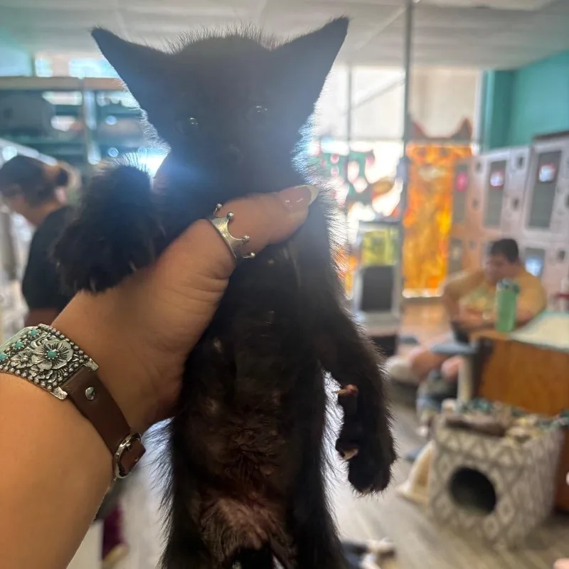 A baby small-sized male Black Domestic Short Hair cat named Spider for adoption in Lake Jackson, TX