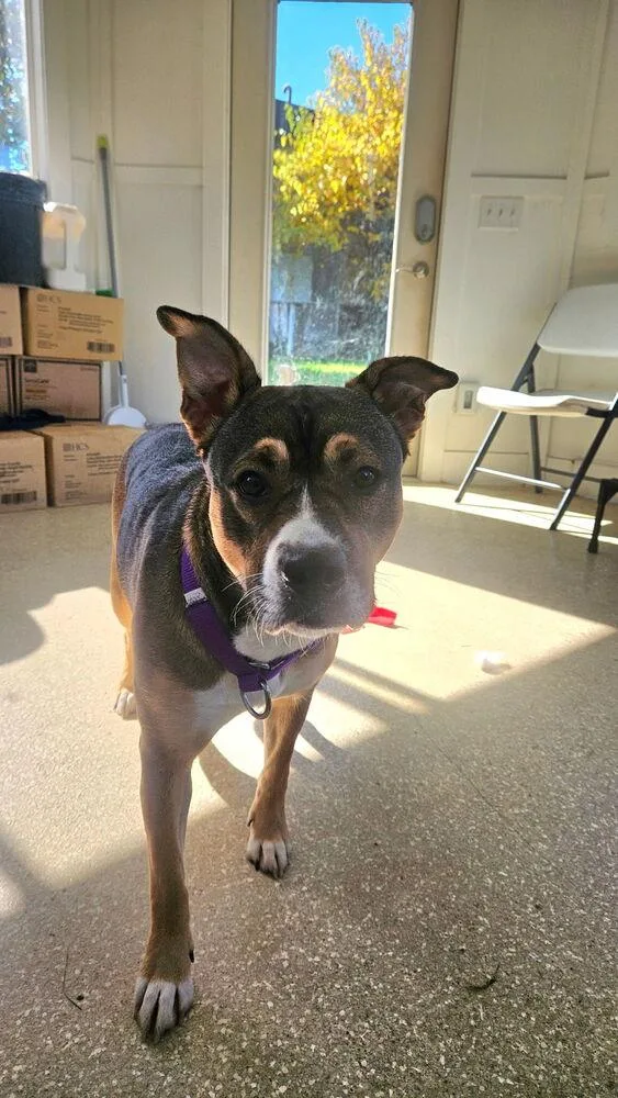 An adult large-sized female Tricolor (Brown, Black, & White) Pit Bull Terrier dog named Blossom for adoption in Kalamazoo, MI