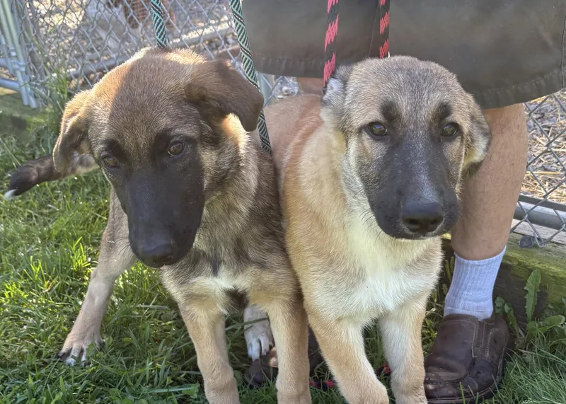 German Shepherd Mix Pups