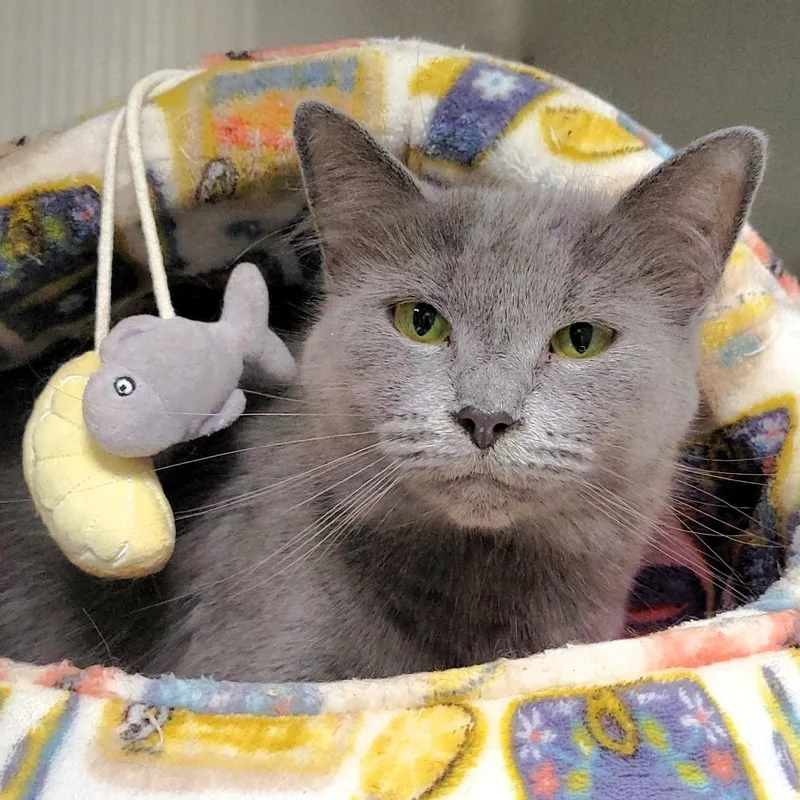 An adult medium-sized female Domestic Long Hair cat named Jinx for adoption in Michigan City, IN