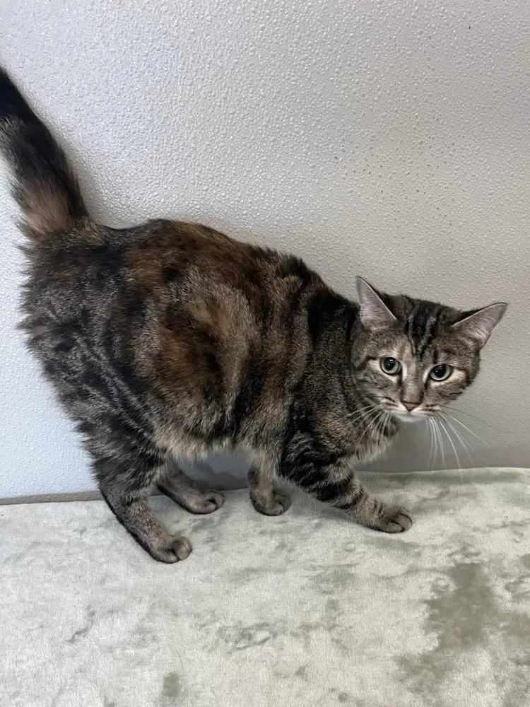 An adult small-sized female Gray / Blue / Silver Domestic Short Hair cat named Cynthia for adoption in Osgood, IN