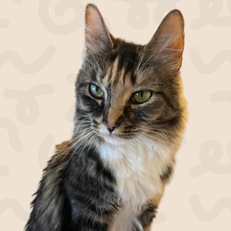 Gracie