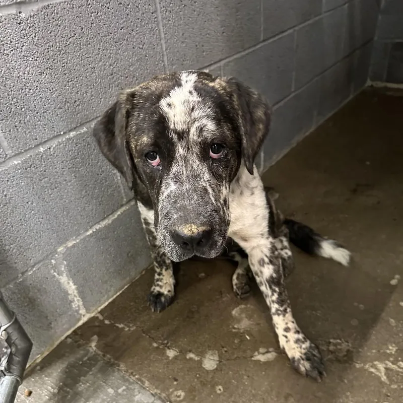 A young medium-sized female Mixed Breed dog named Miss doorknob for adoption in Corbin, KY
