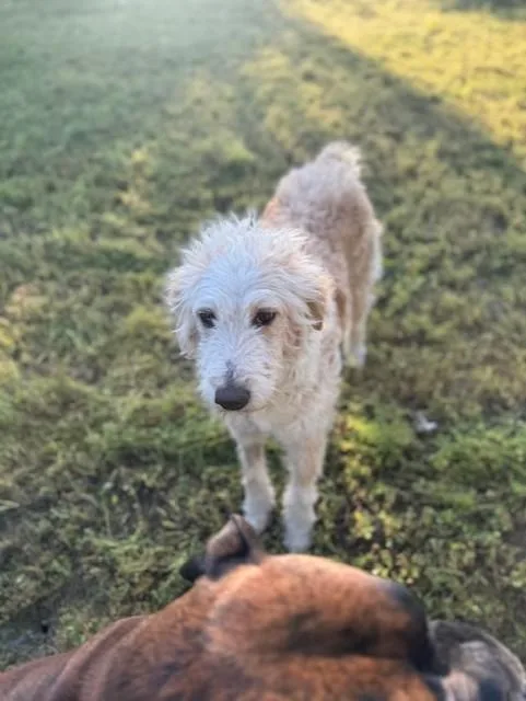 An adult medium-sized female White / Cream Standard Poodle dog named Cassie for adoption in Cushing, OK