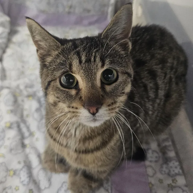 A young small-sized female Brown / Chocolate Domestic Short Hair cat named Kmart for adoption in Evansville, IN