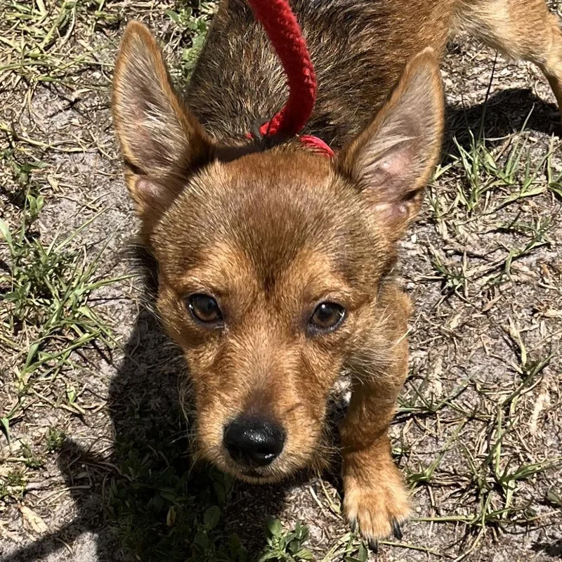 A young small-sized male Brown / Chocolate Cardigan Welsh Corgi dog named Kit for adoption in Sarasota, FL