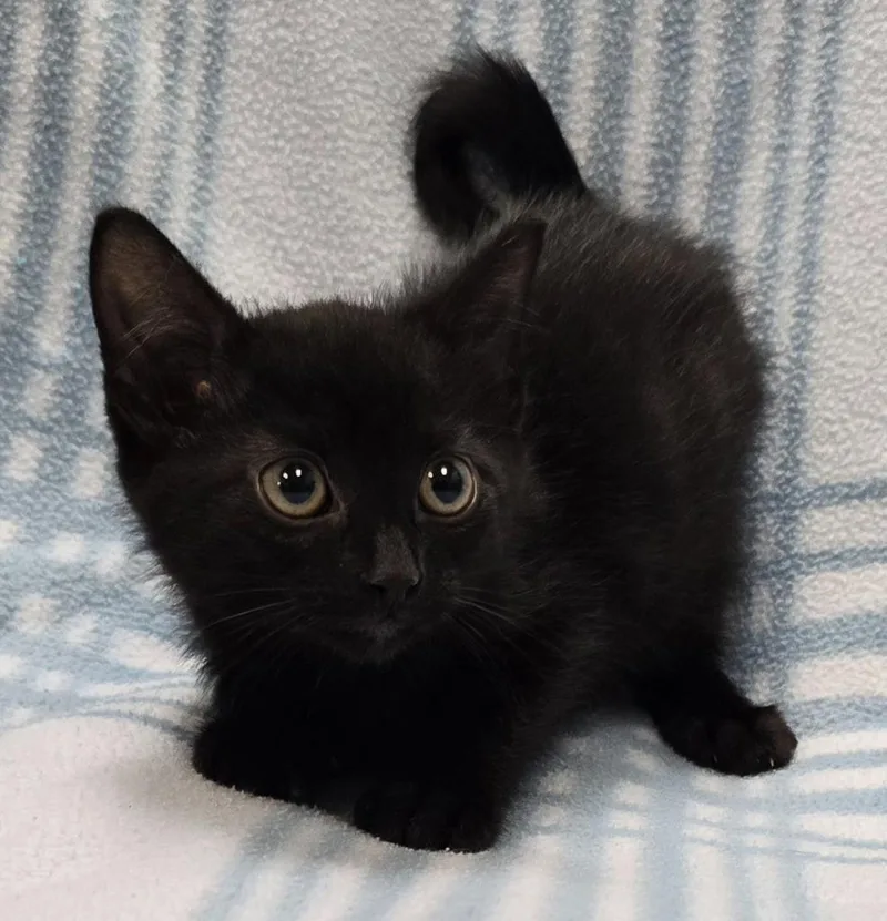 A baby small-sized male Domestic Short Hair cat named Finley for adoption in Murphysboro, IL