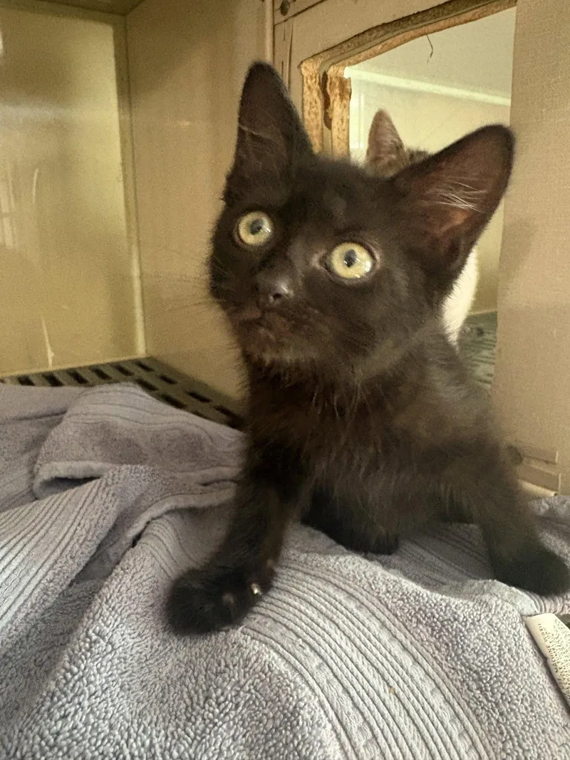 A baby medium-sized female Black Domestic Short Hair cat named Sadie for adoption in Yardley, PA