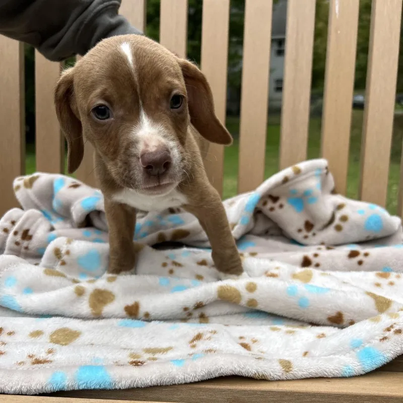 A baby medium-sized male Yellow / Tan / Blond / Fawn Mixed Breed dog named Pup Tiny for adoption in Moravia, NY