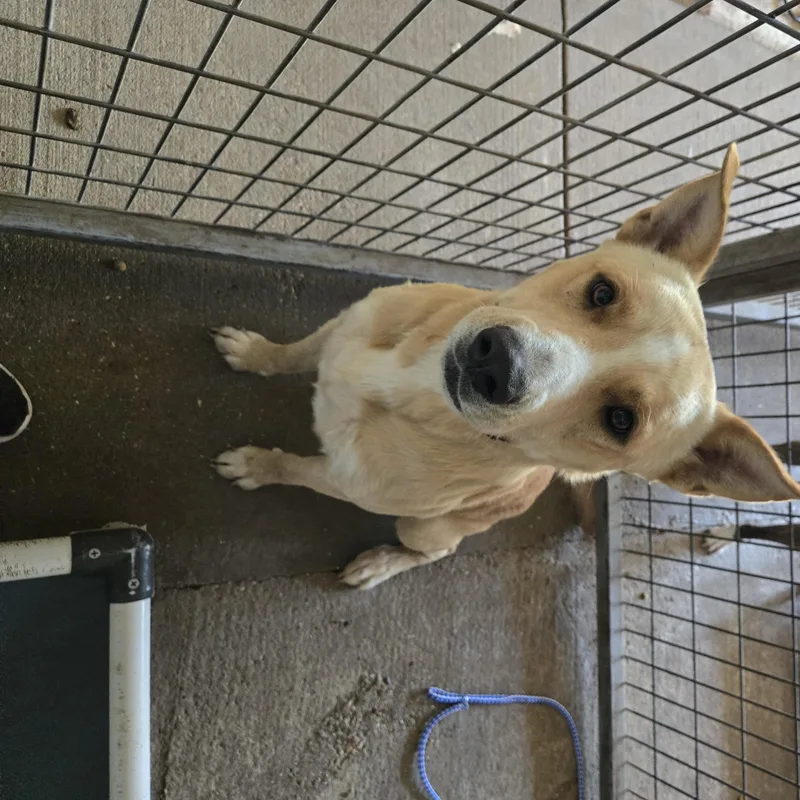 An adult large-sized male Apricot / Beige Siberian Husky dog named Orville Redenbacher for adoption in Graham, TX