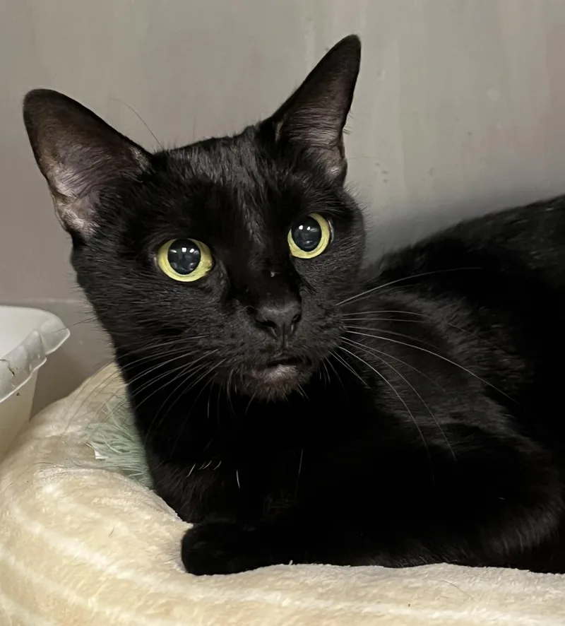 A young medium-sized female Domestic Short Hair cat named Josephina for adoption in Johnston, RI