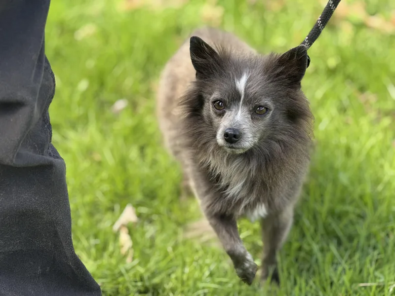 Earl Grey thumbnail 2