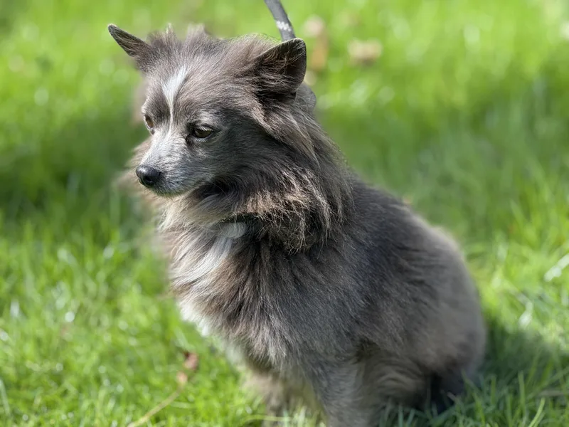 Earl Grey thumbnail 3