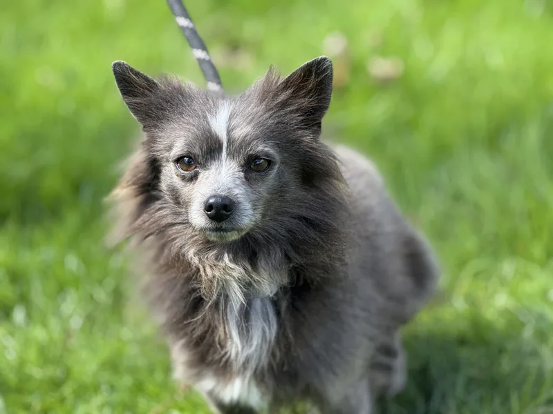 Earl Grey thumbnail 4