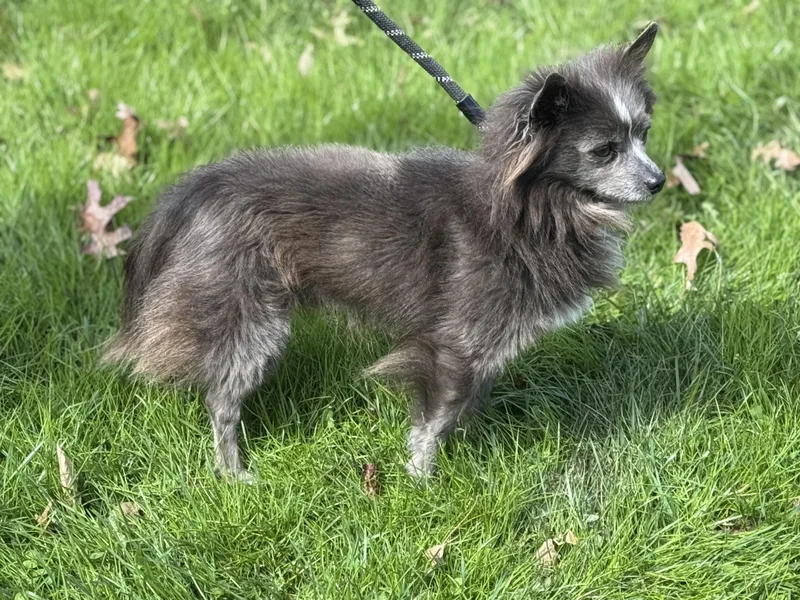 Earl Grey thumbnail 5