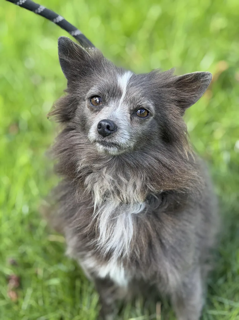 Earl Grey thumbnail 6