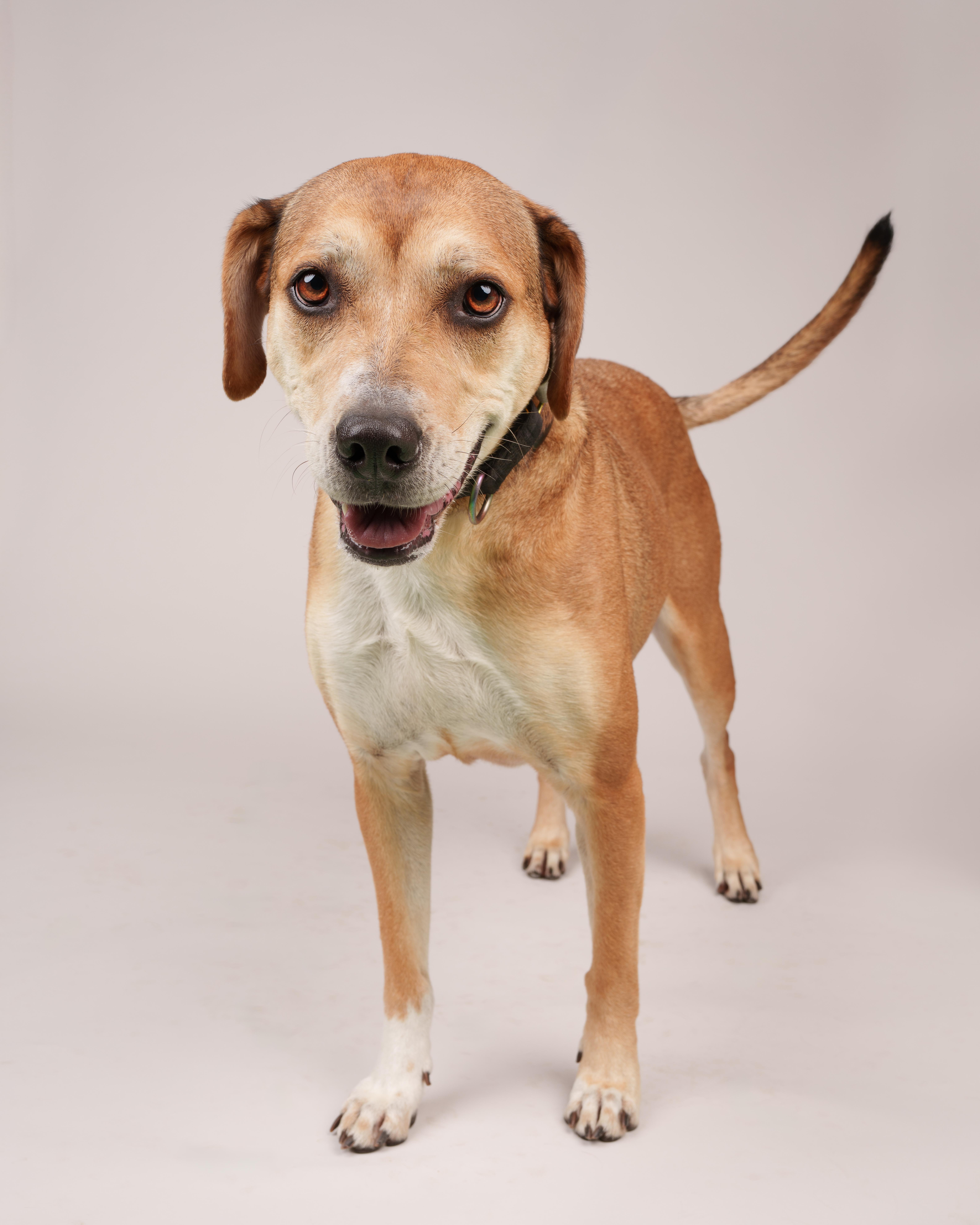 A senior medium-sized female Shepherd dog named Ginny for adoption in Southold, NY