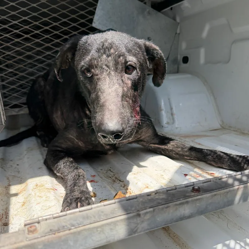 An adult large-sized male Shepherd dog named Ron for adoption in Edinburg, TX