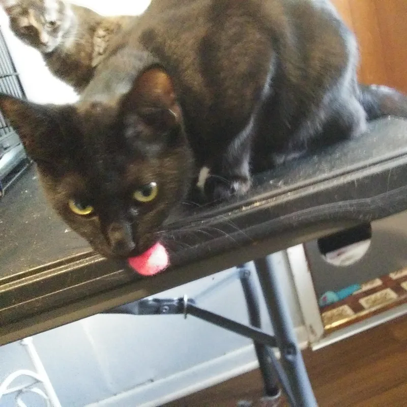 A young medium-sized female Black Domestic Short Hair cat named Happy for adoption in Port Wentworth, GA