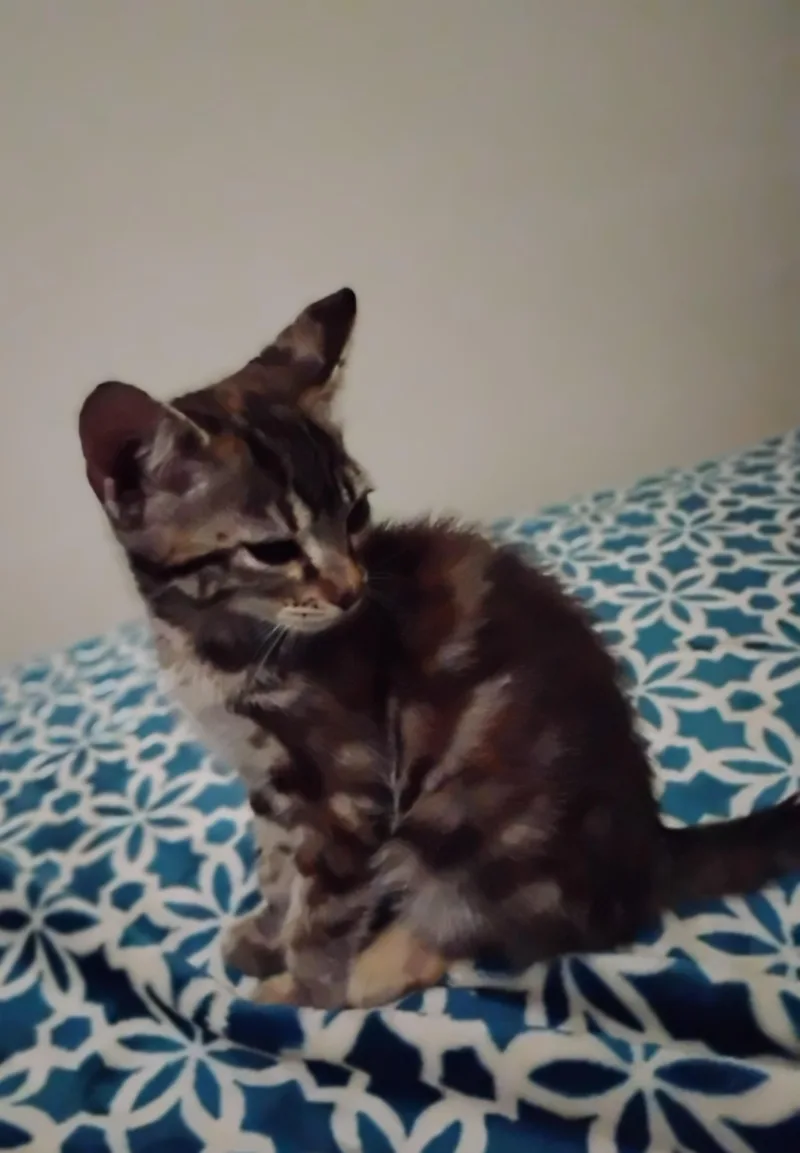 A baby medium-sized female Torbie Domestic Short Hair cat named Emily for adoption in Woodland, CA