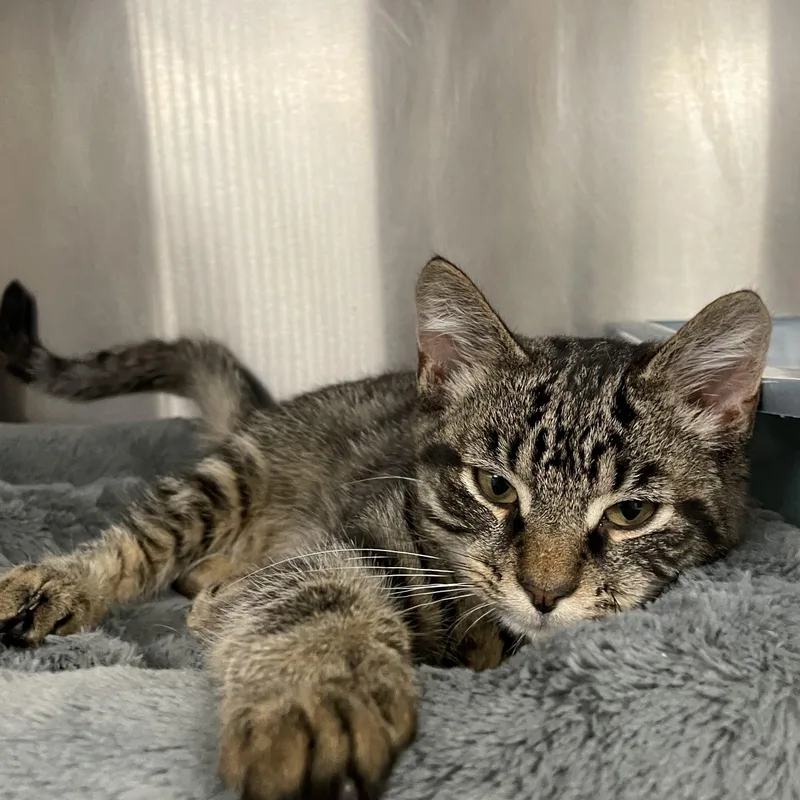 A baby medium-sized male Gray & White Tabby cat named Buddy for adoption in North Kingstown, RI