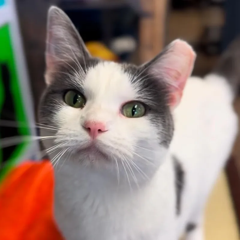 An adult medium-sized female Gray / Blue / Silver Domestic Short Hair cat named Aries for adoption in Midland, TX