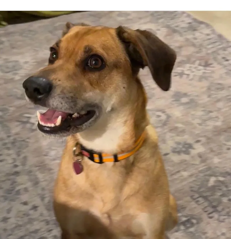 An adult medium-sized male Red / Chestnut / Orange Hound dog named Winston for adoption in Mount Prospect, IL