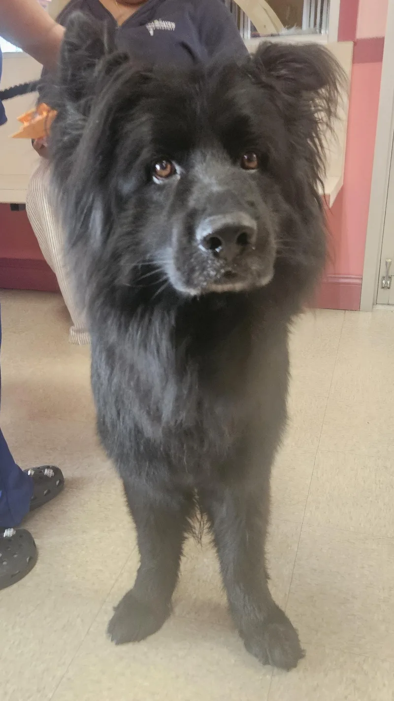 An adult large-sized male Black Shepherd dog named Hero for adoption in Fall River, MA