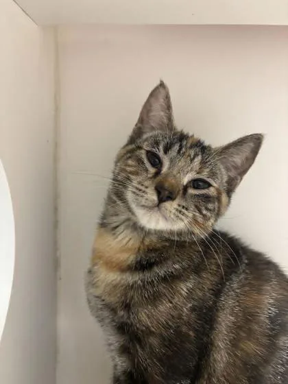 A baby small-sized female Domestic Short Hair cat named Confetti for adoption in Manteo, NC