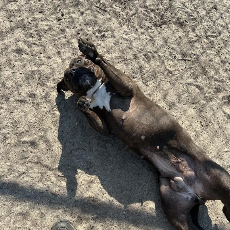 An adult large-sized female Brown / Chocolate Mixed Breed dog named Shamrock for adoption in Newark, NJ