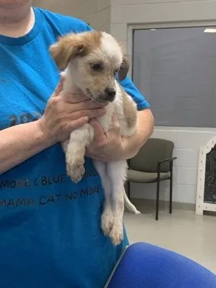 A young medium-sized female Australian Shepherd dog named Jojo for adoption in Beatrice, NE