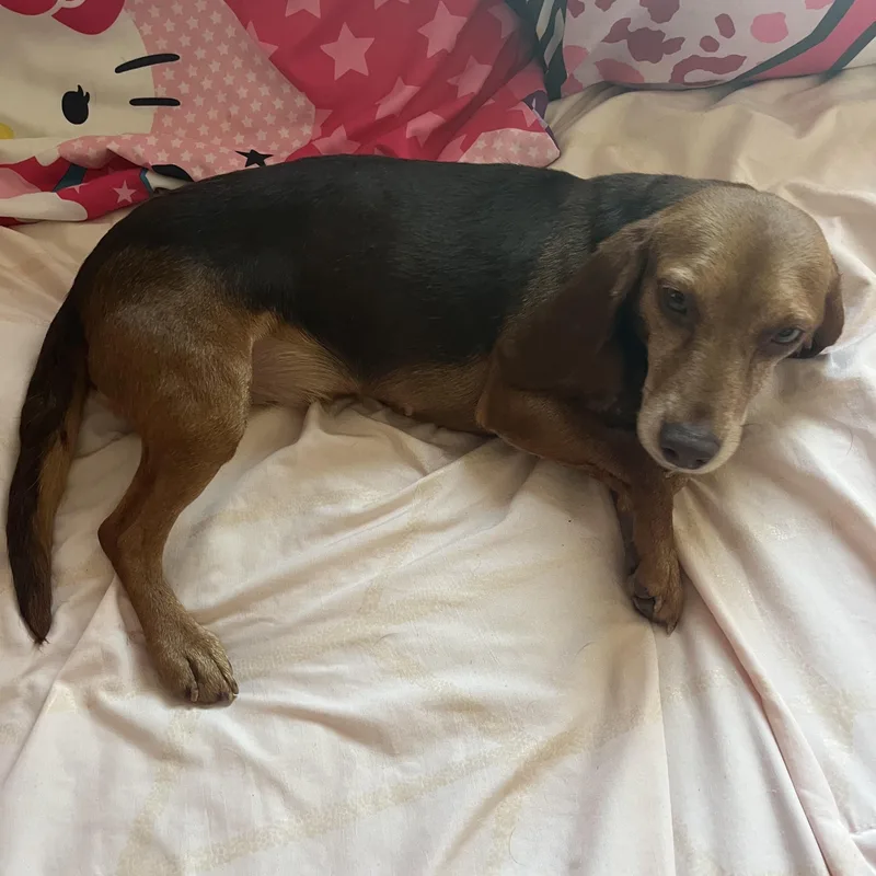 An adult small-sized female Tricolor (Brown, Black, & White) Beagle dog named Piper for adoption in Barnegat, NJ