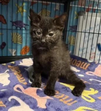 A baby small-sized female Domestic Short Hair cat named Papaya for adoption in Sacramento, CA