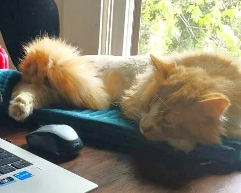 A young medium-sized male Orange & White Domestic Long Hair cat named Max for adoption in New Albany, OH