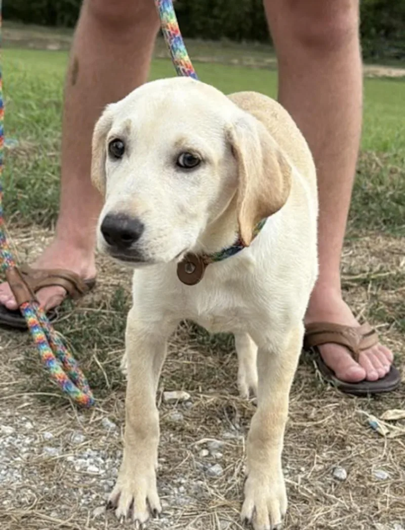 A baby medium-sized female Yellow / Tan / Blond / Fawn Labrador Retriever dog named Taffy for adoption in Watertown, CT