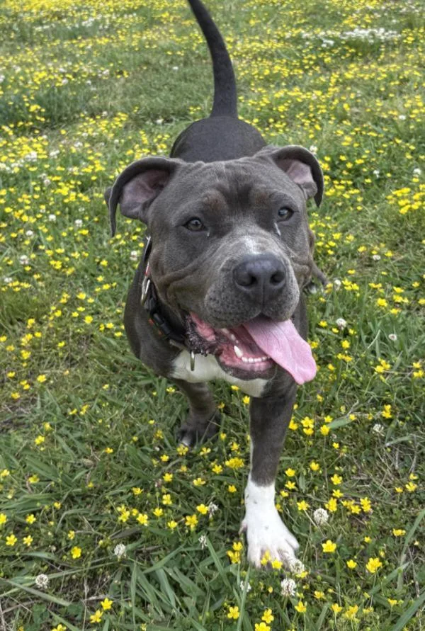 A young large-sized female Pit Bull Terrier dog named Nala for adoption in Virginia Beach, VA