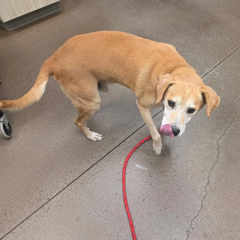 A young medium-sized male Retriever dog named Chuck for adoption in Chattanooga, TN