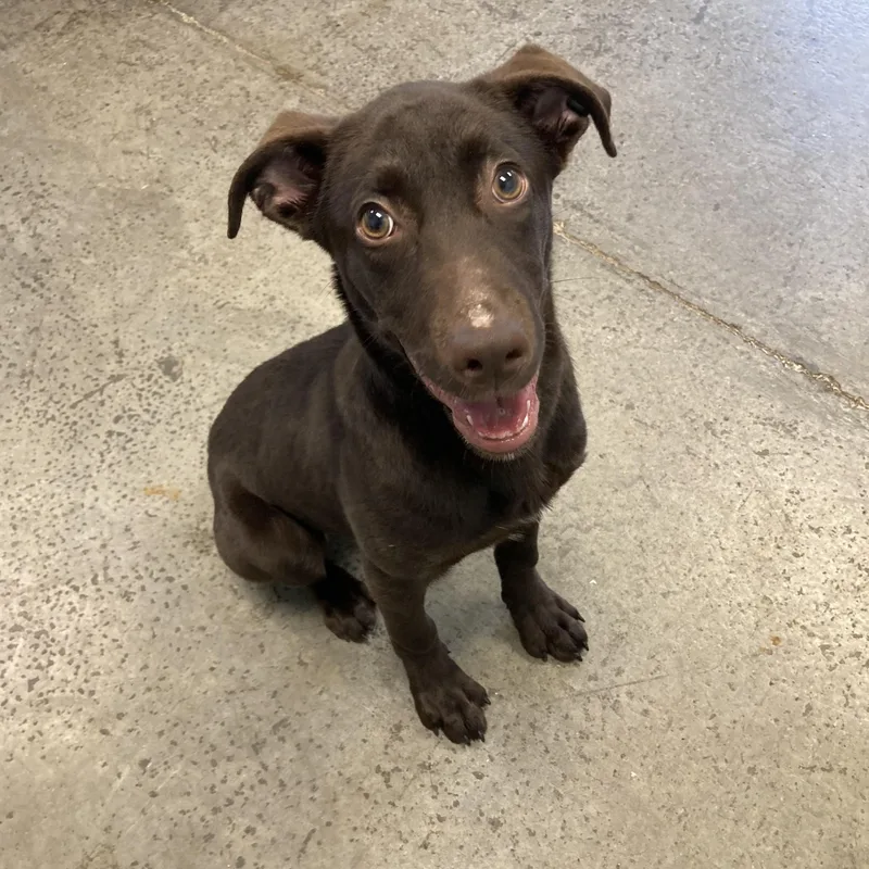 A baby medium-sized female Brown / Chocolate Mixed Breed dog named Trooper for adoption in Mishawaka, IN